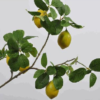 branche de citronnier