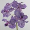 orchidée vanda mauve