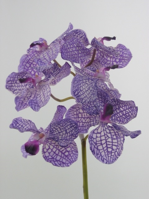 orchidée vanda mauve
