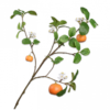 branche d'oranger de 100 cm