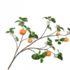 branche d'oranger de 124 cm